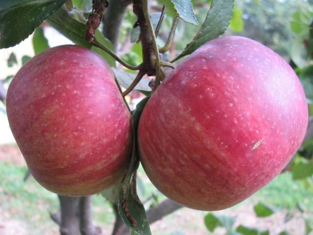 Tra dolci i meleti del casertano e l’aspra bellezza del Parco del Matese