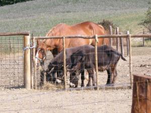 Gli animali della fattoria
